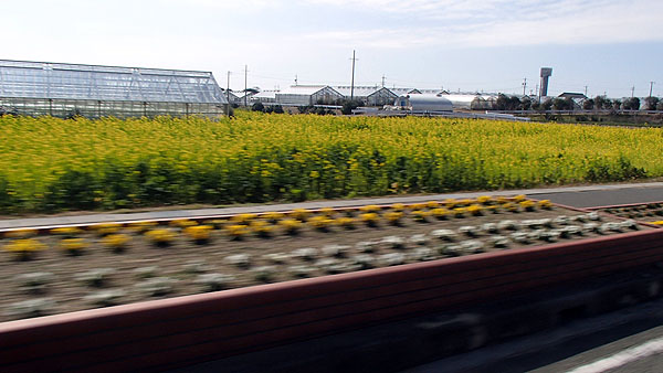 渥美半島に咲く菜の花